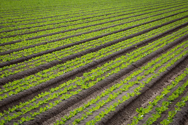 Lettuce