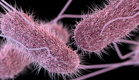 salmonella illustration